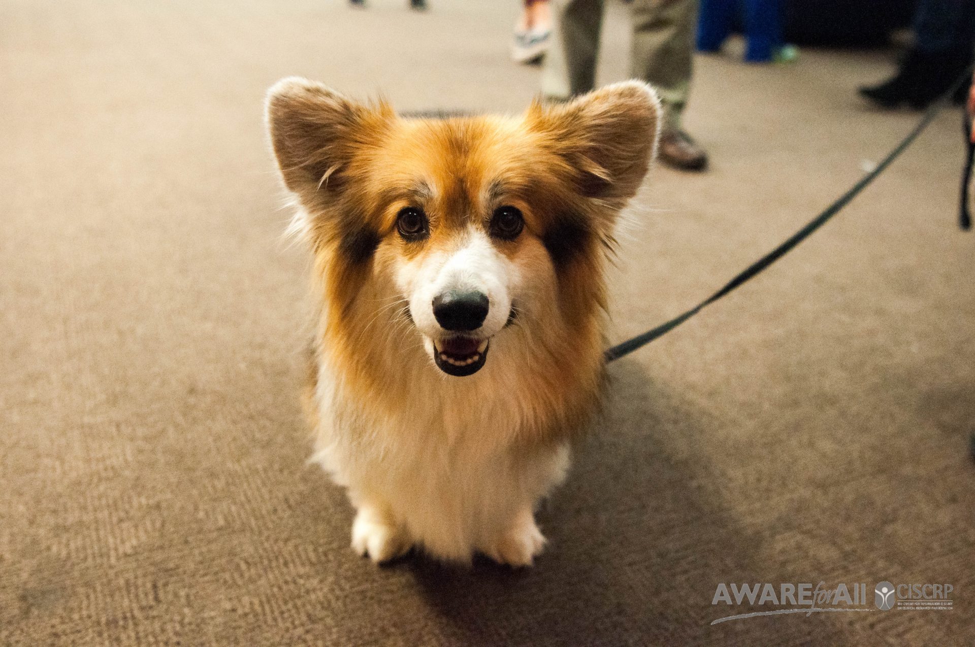 CISCRP | AWARE for All - Boston